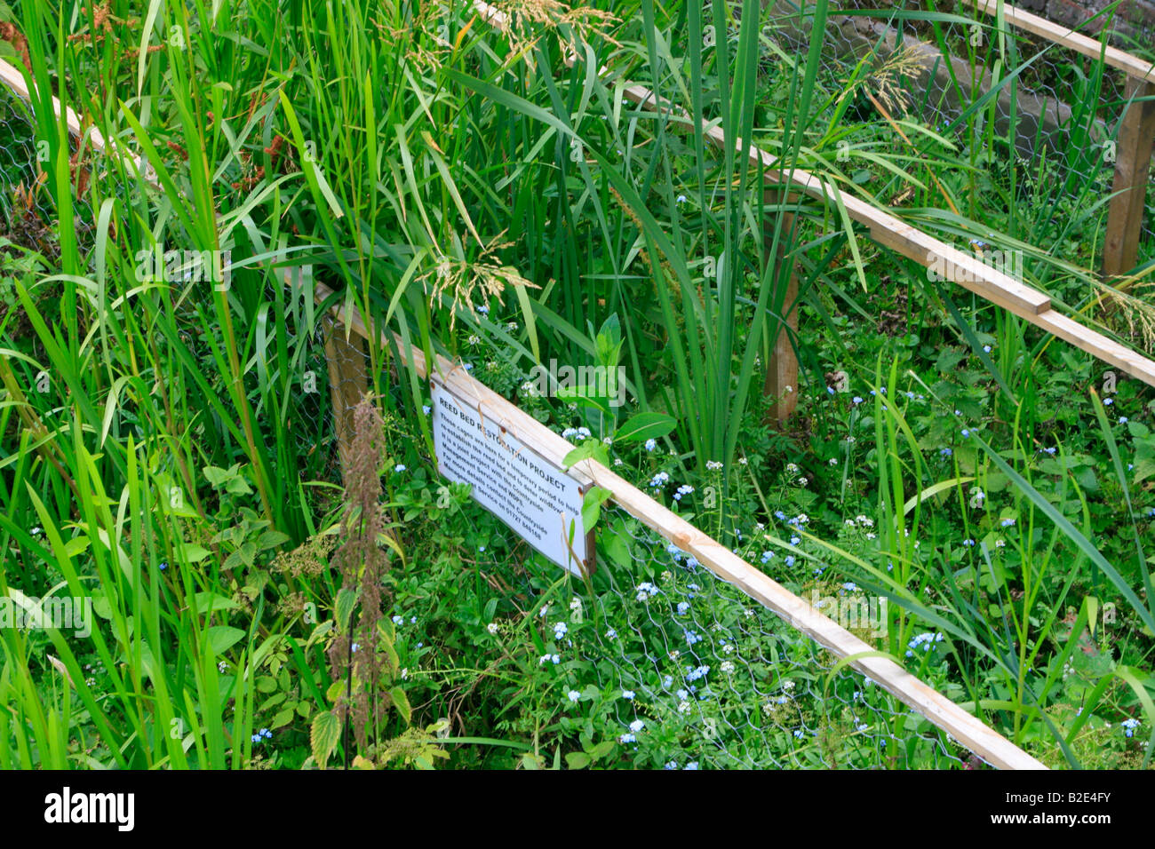 reed bed restoration project managed by the countryside management