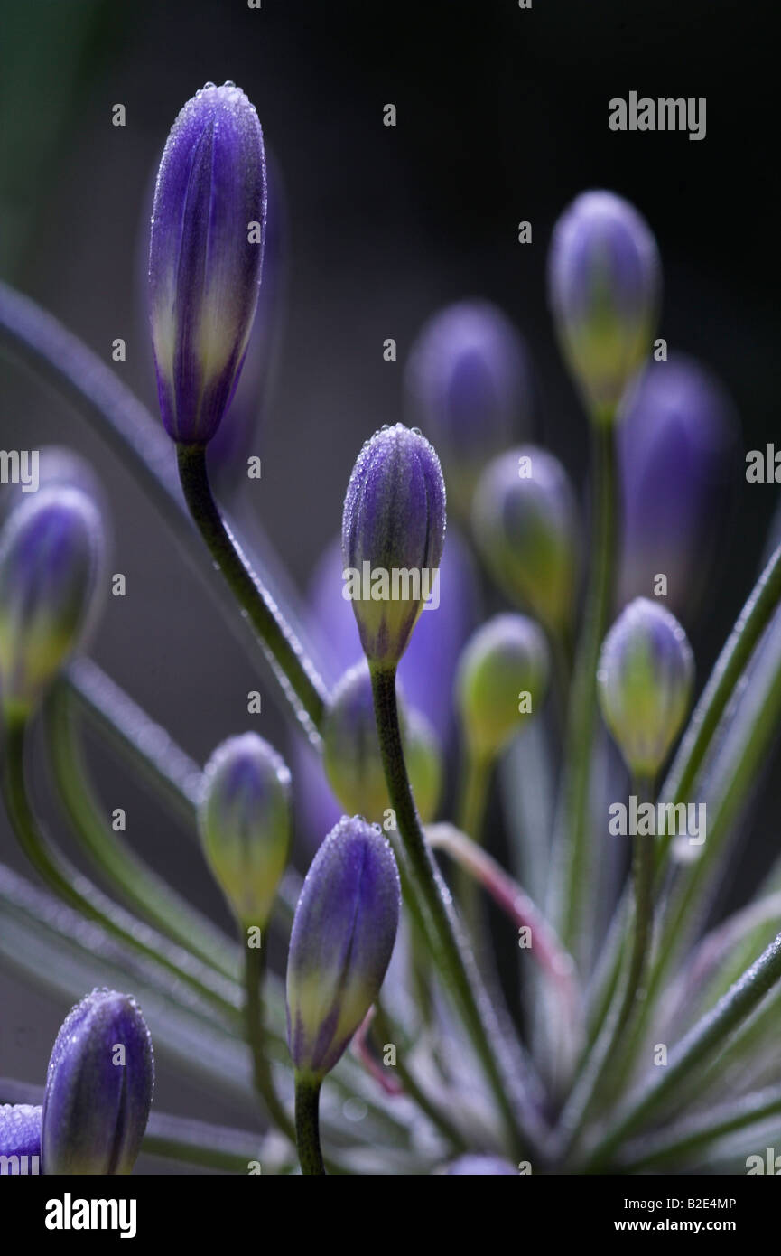 Close up of buds of Agapanthus Stock Photo