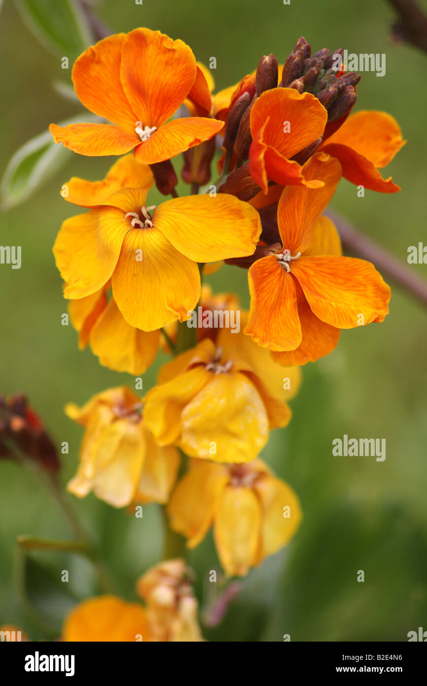 'A yellow and orange british wallflower in a garden in the summer' Stock Photo