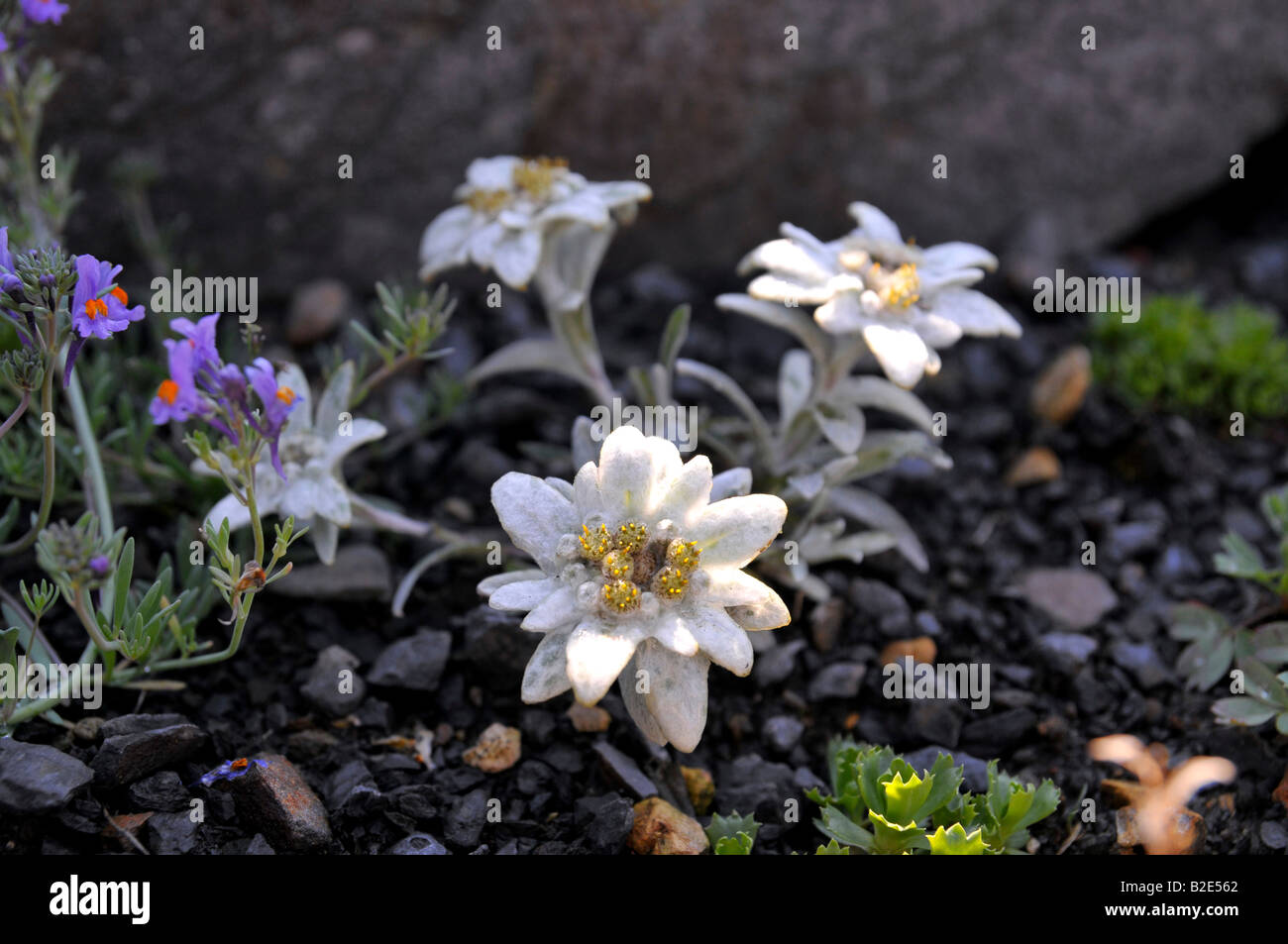 Appennines (Leontopodium nivale subsp. alpinum) Stock Photo
