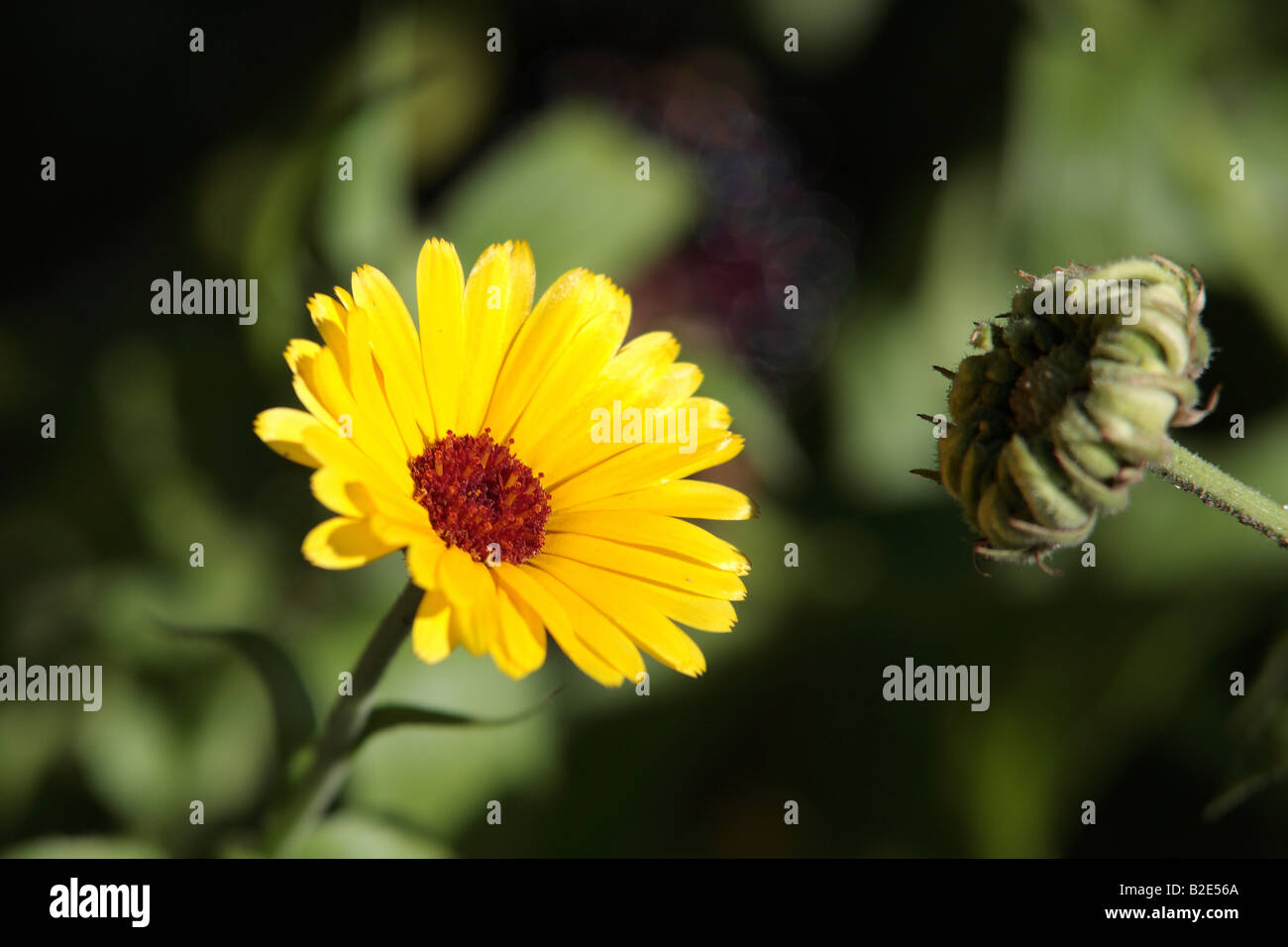 Yellow flower on the green background. Stock Photo