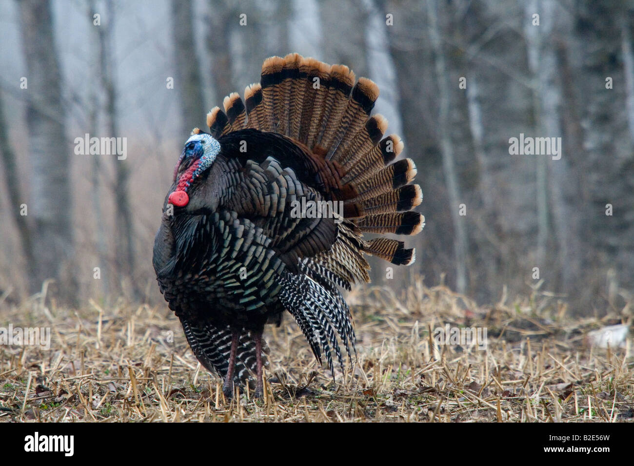 Turkey Jake High Resolution Stock Photography And Images Alamy