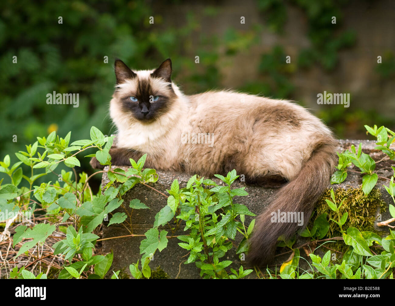 Seal point cat resting in an outdoor setting Stock Photo