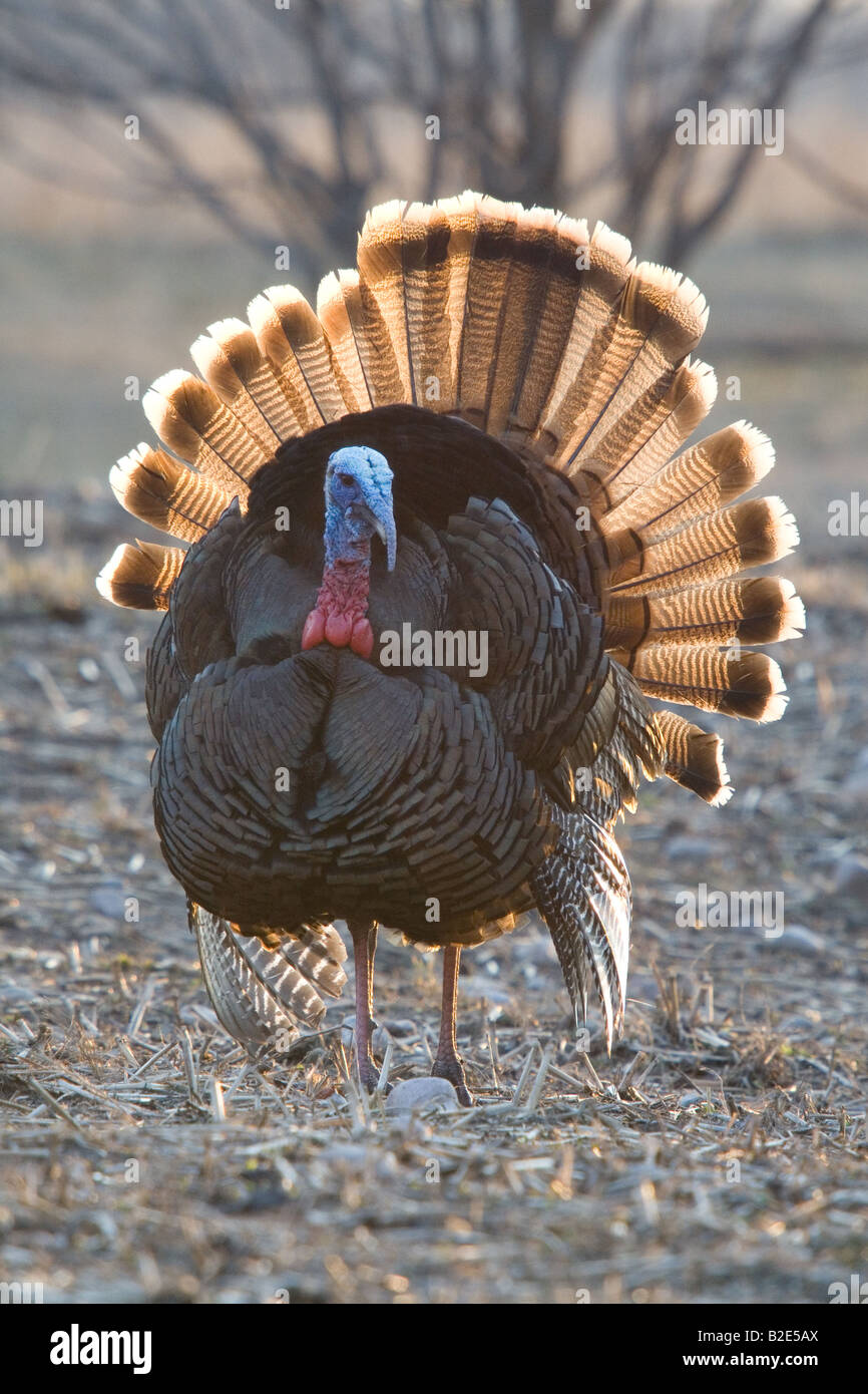 Jake eastern wild turkey in spring Stock Photo - Alamy