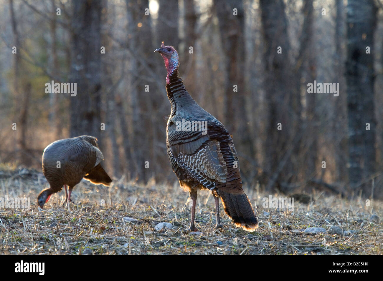 Jake eastern wild turkey in spring Stock Photo Alamy