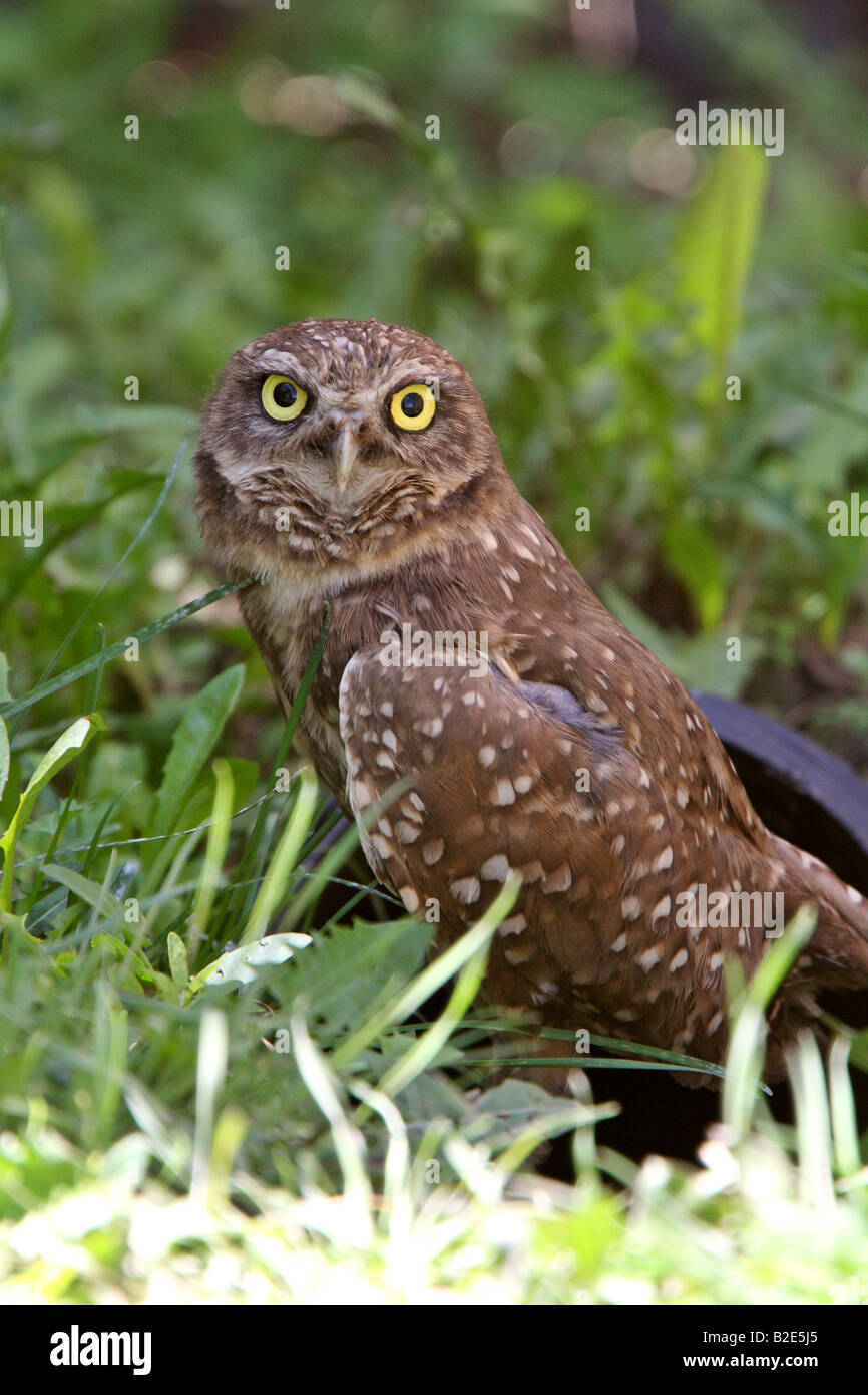 Culvert animal hi-res stock photography and images - Alamy