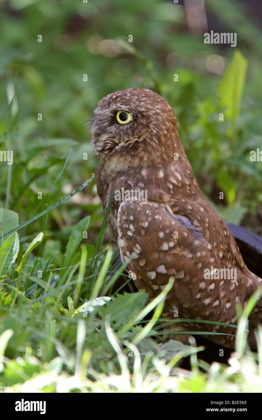 Culvert animal hi-res stock photography and images - Alamy