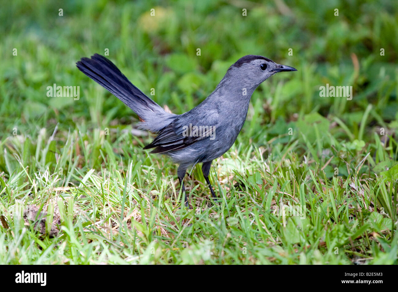 Gray Catbird Stock Photo