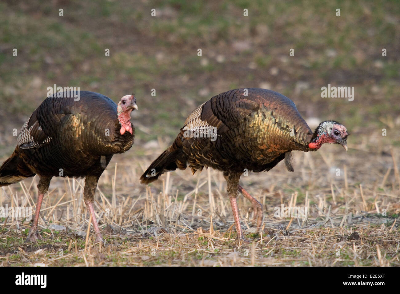 Jake eastern wild turkey in spring Stock Photo Alamy