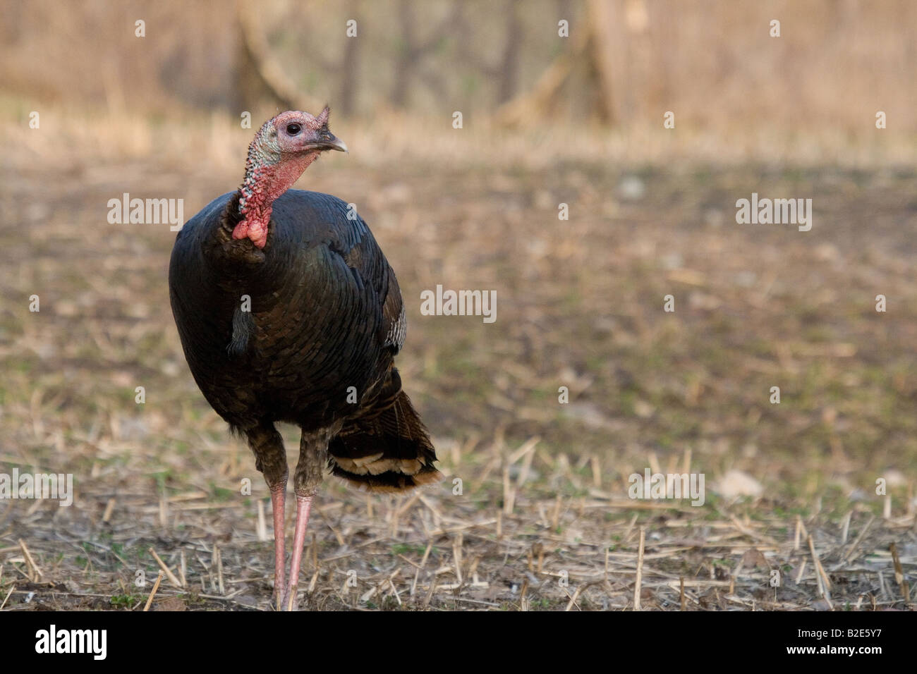 Jake eastern wild turkey in spring Stock Photo Alamy