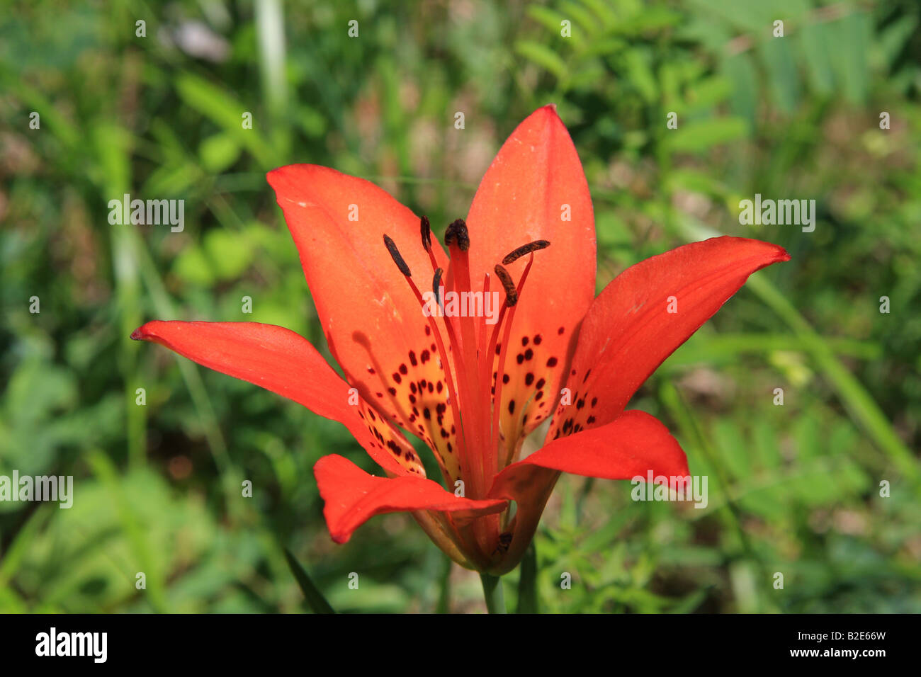 Wood lily (Lilium philadelphicum), Kananaskis Country, Alberta Stock Photo