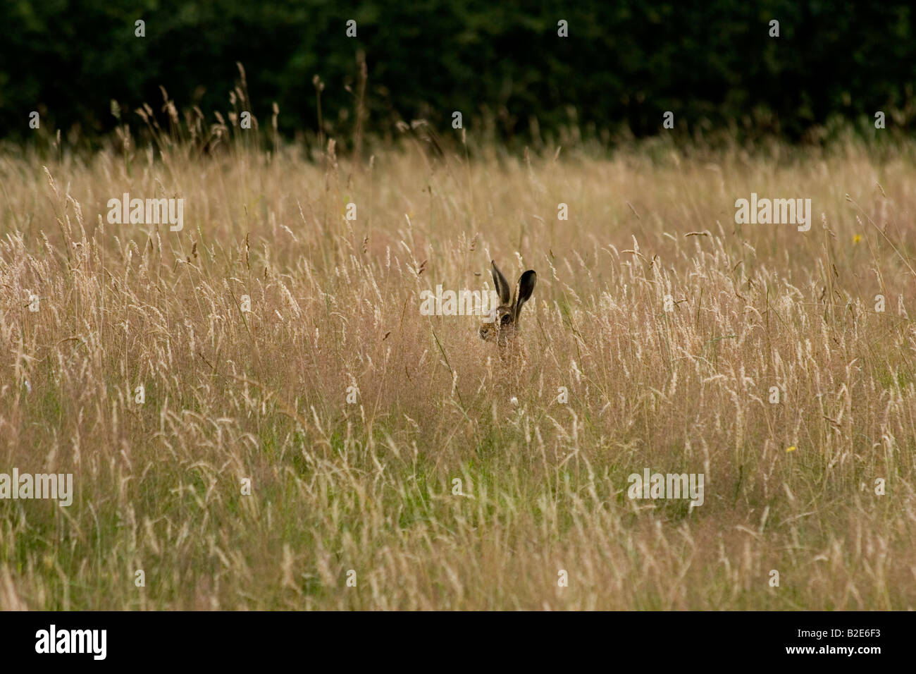 A hare hidding in the grass Stock Photo
