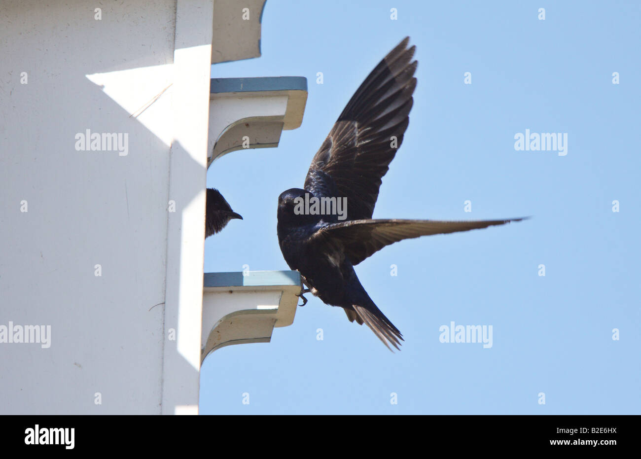Purple Martin at complex bird house Stock Photo - Alamy