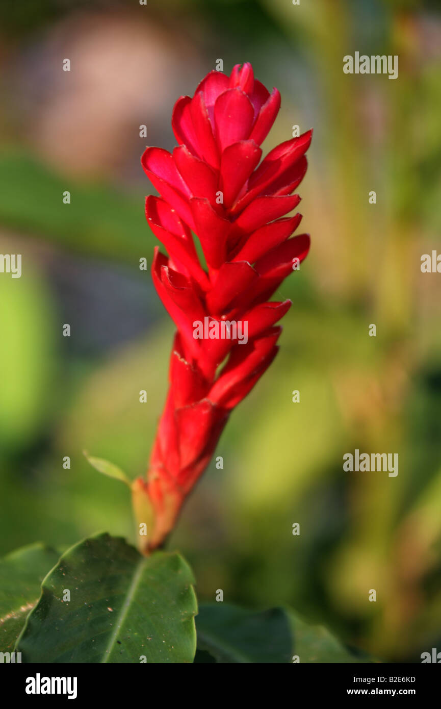 Red ginger hires stock photography and images Alamy