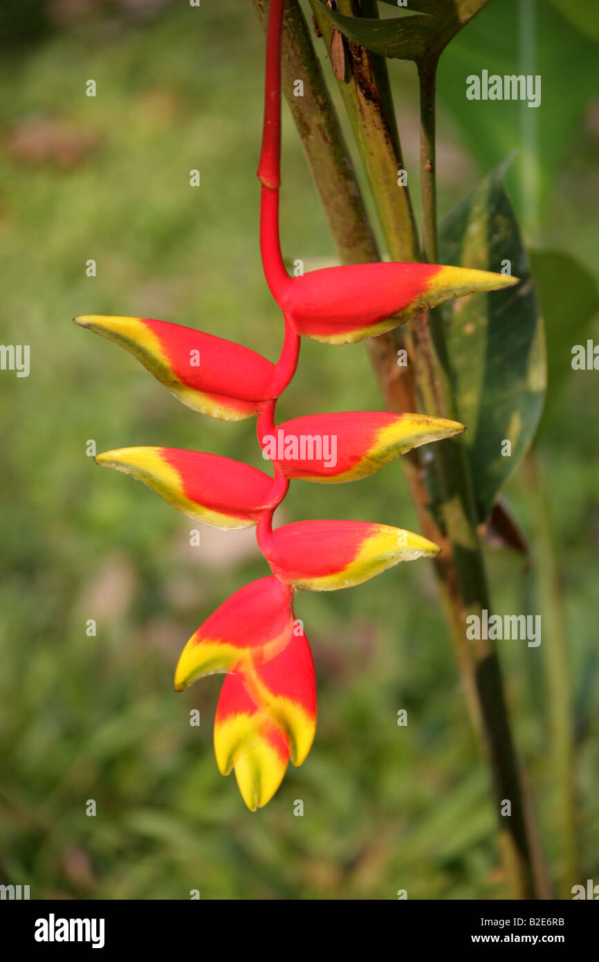 Heliconia rostrata aka Lobster Claw, Wild Plantain and False Bird of Paradise, Palenque, Chiapas State, Mexico Stock Photo