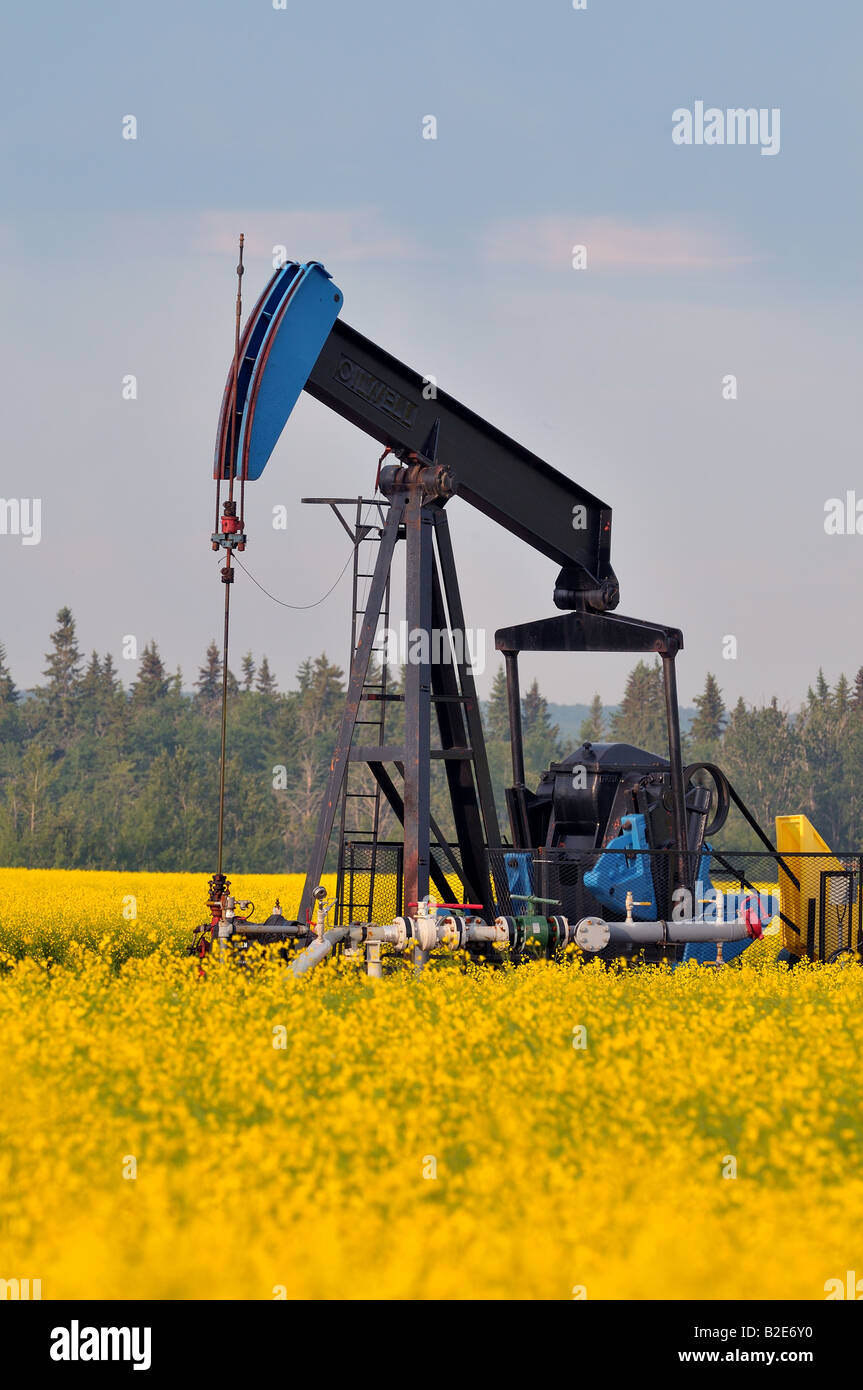 A vertical image of a crude oil pump jack in a field of canola crop in Alberta's farming country. Stock Photo