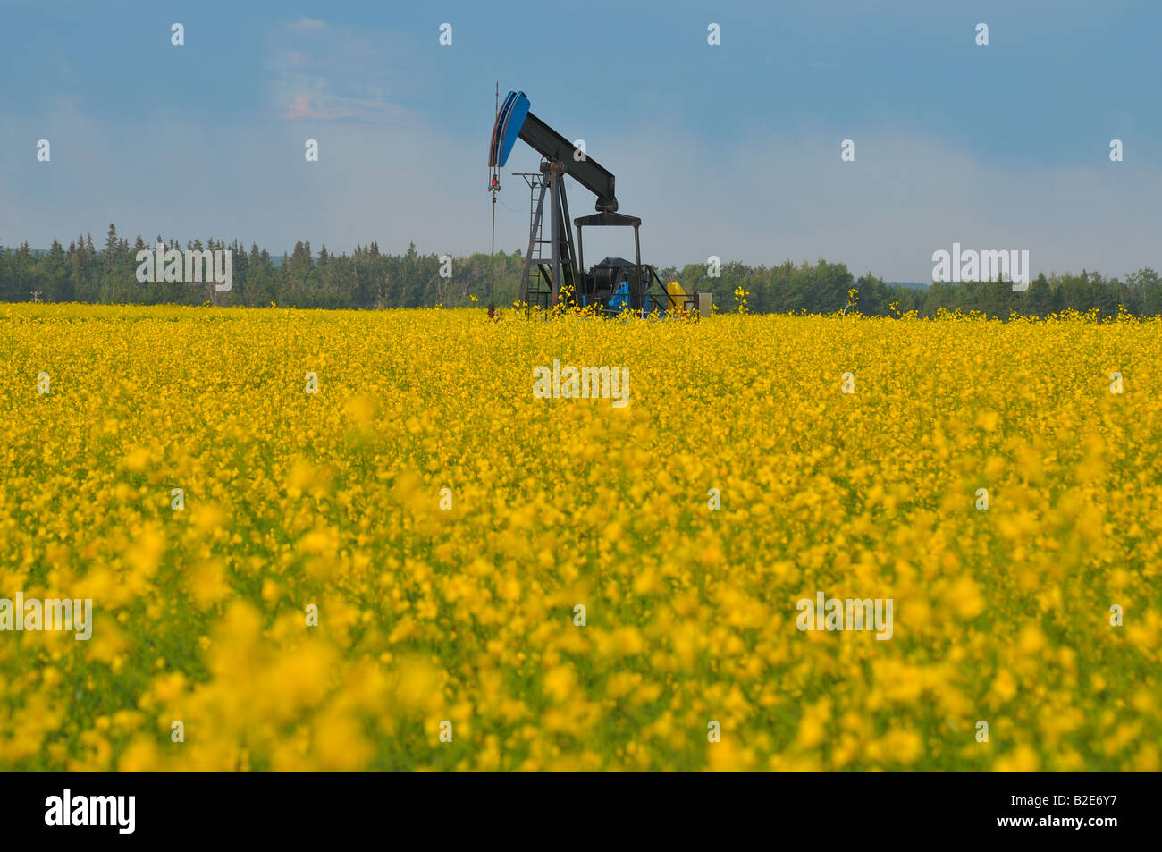 A crude oil pump jack with a forground of yellow canola Stock Photo