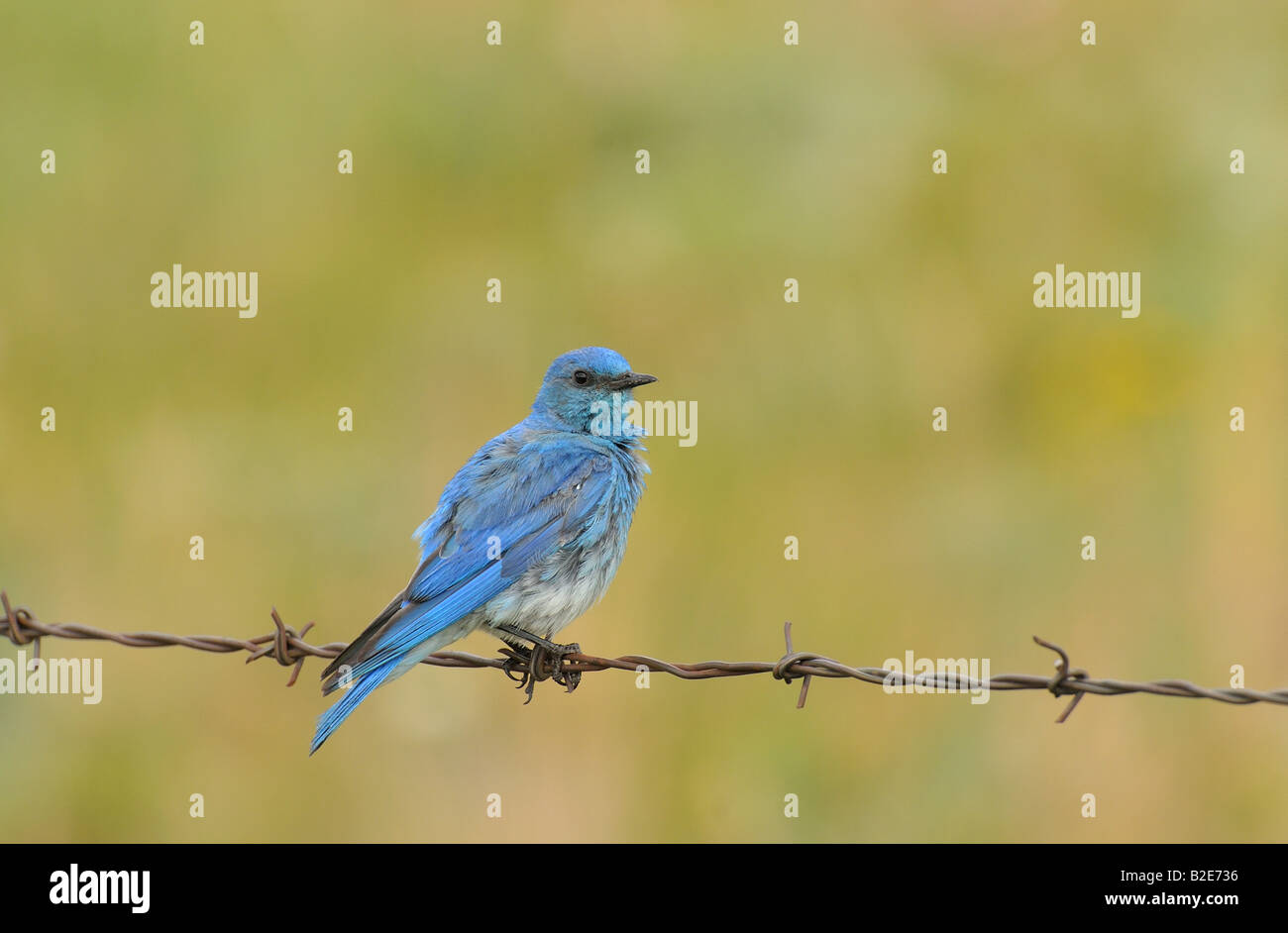 A male mountain blue bird sits perched on a barbed wire fence Stock Photo