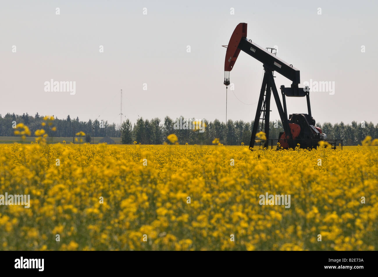 An oil pump jack in a canola field Stock Photo
