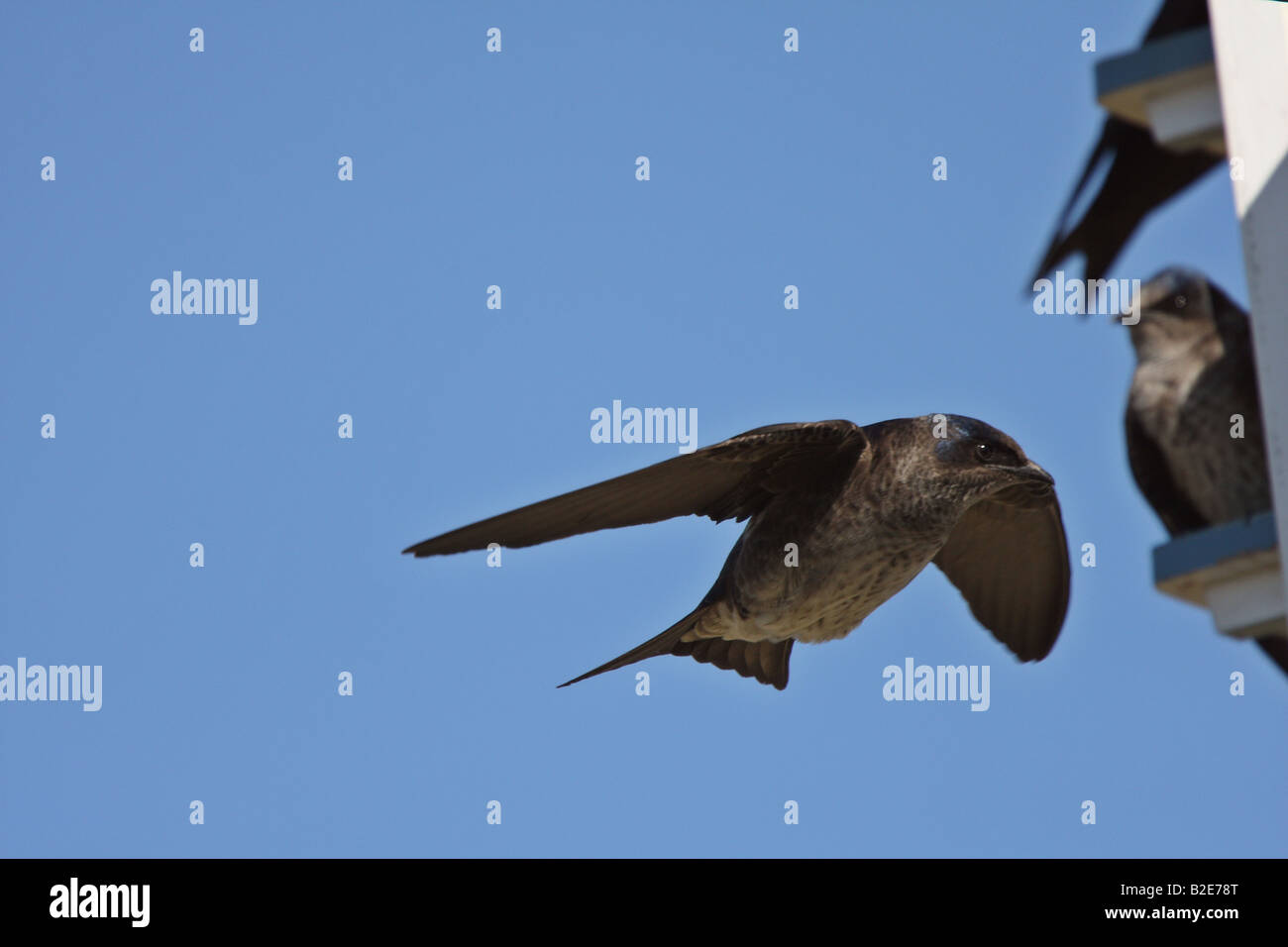 Purple Martins at bird house complex Stock Photo - Alamy