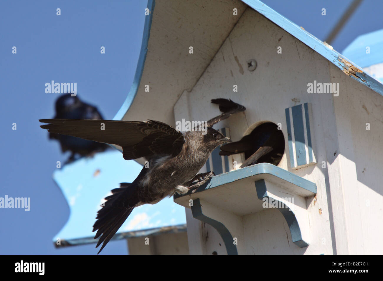 Purple Martins at bird house complex Stock Photo - Alamy