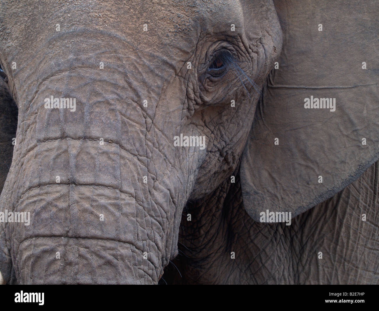 An elephant close up Stock Photo - Alamy