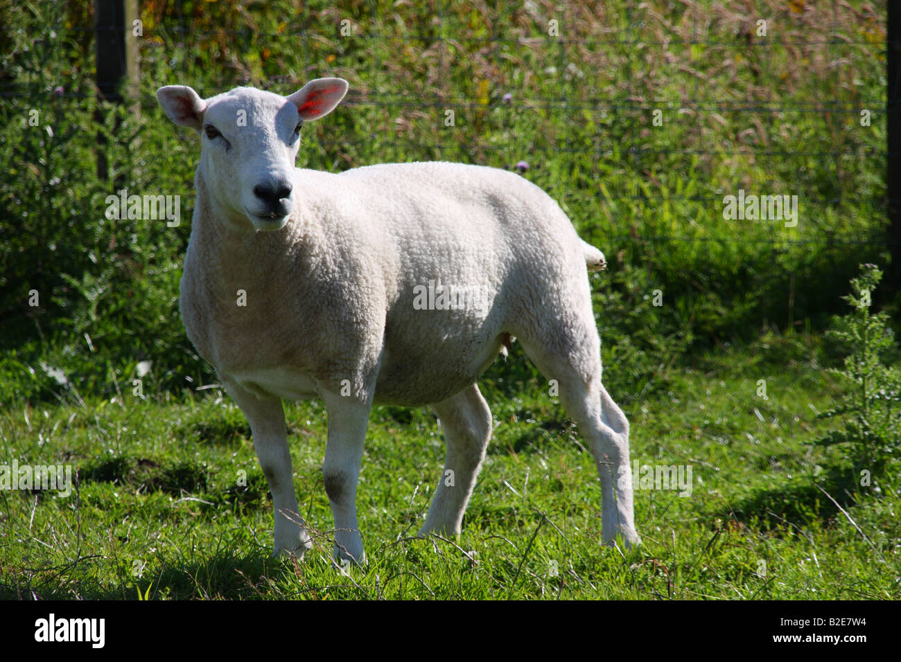 Sheep in field Stock Photo