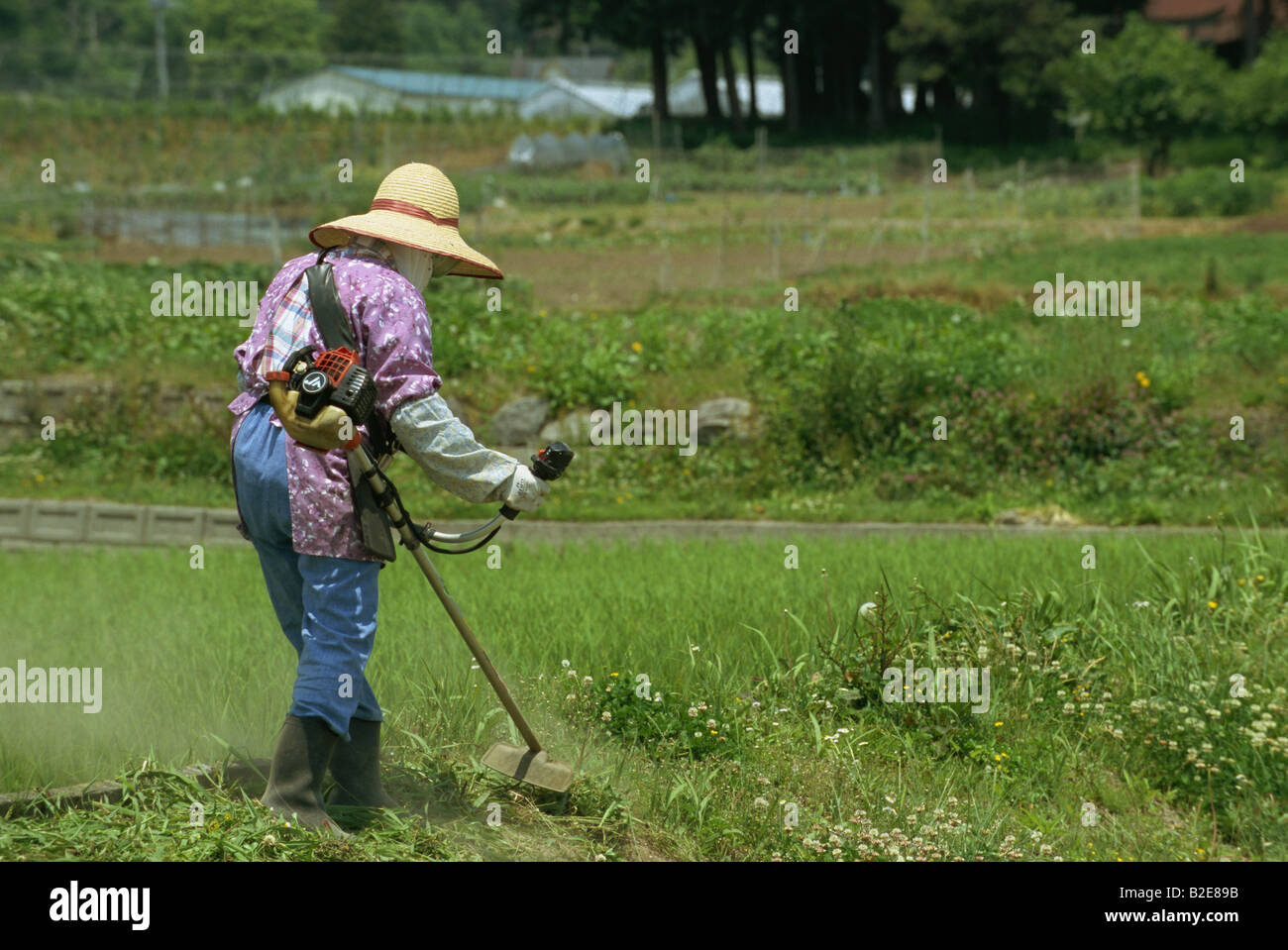 An elderly Japanese woman cutting grass Stock Photo