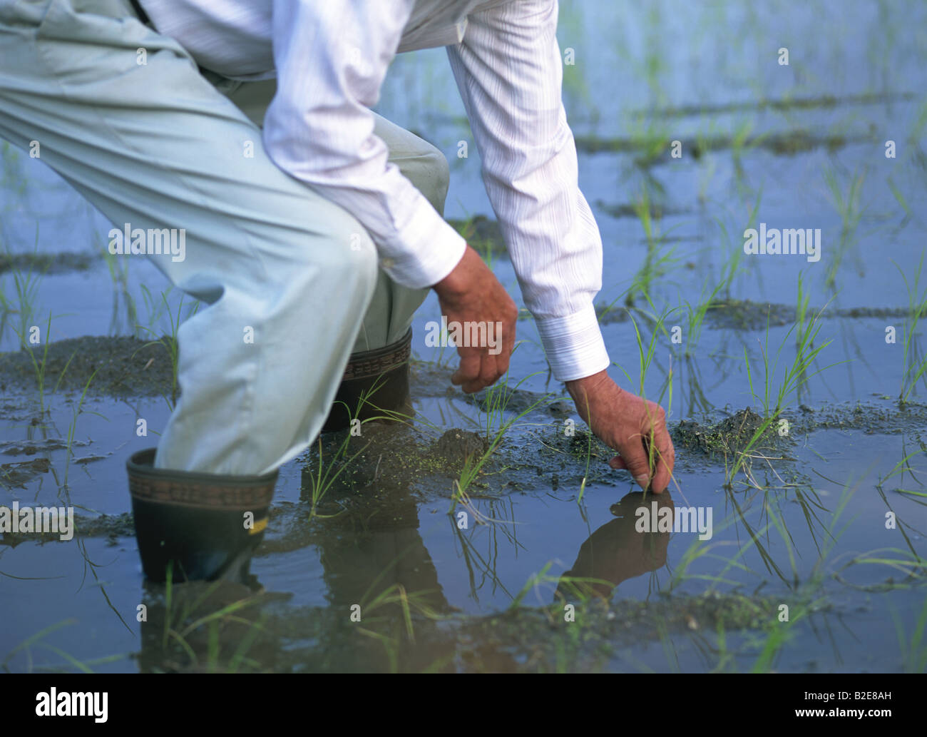 Portrait of a Japanese rice farmer Stock Photo - Alamy