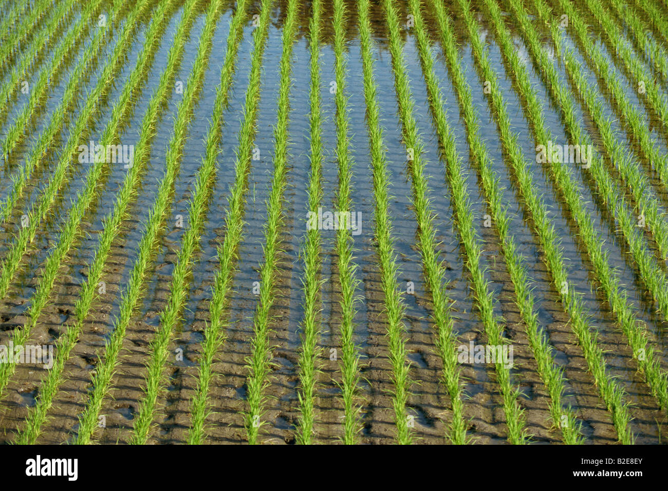 Rice fields in Japan Stock Photo Alamy
