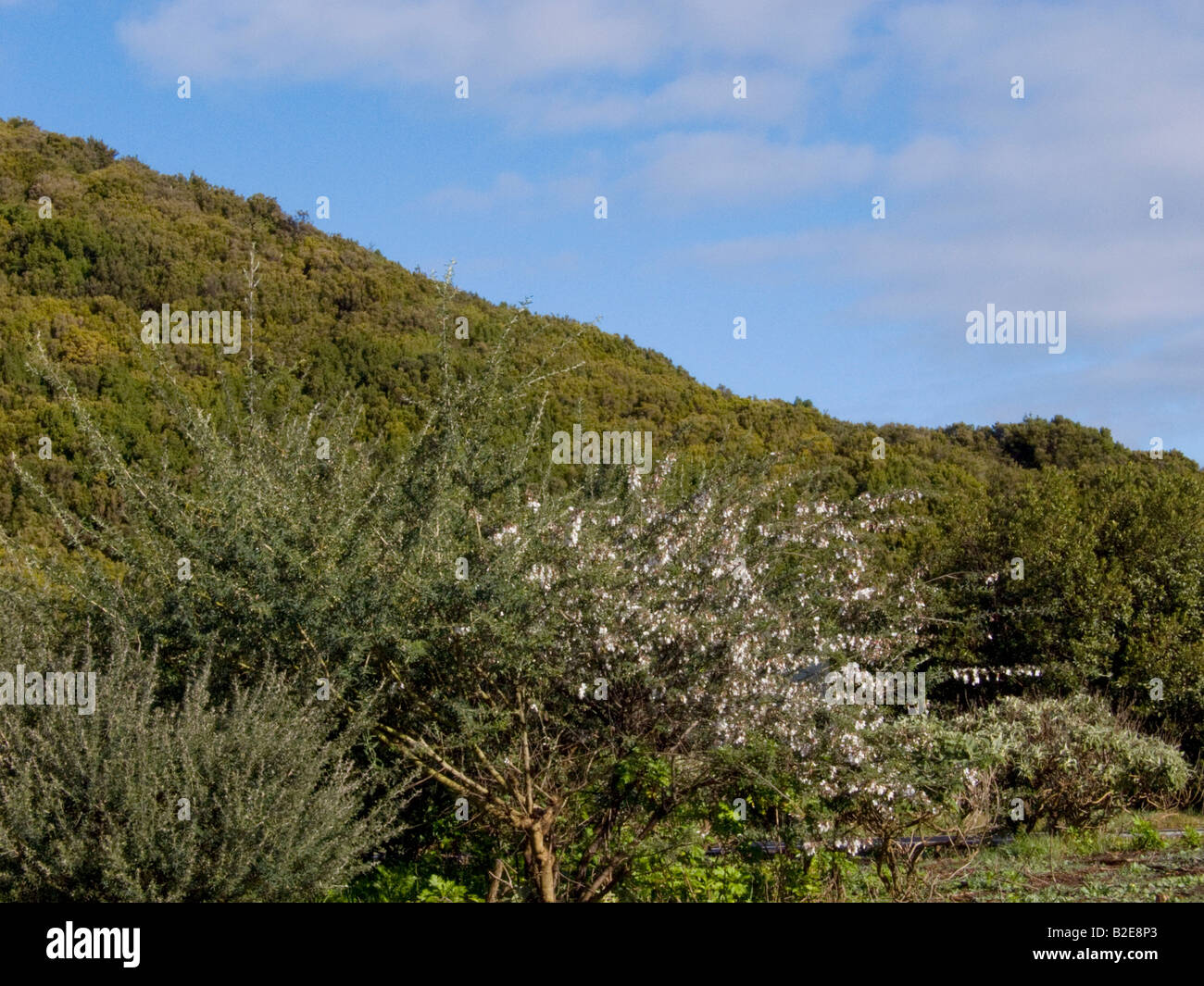 Trees on landscape near hill, Garajonay National Park, La Gomera, Canary Islands, Spain Stock Photo