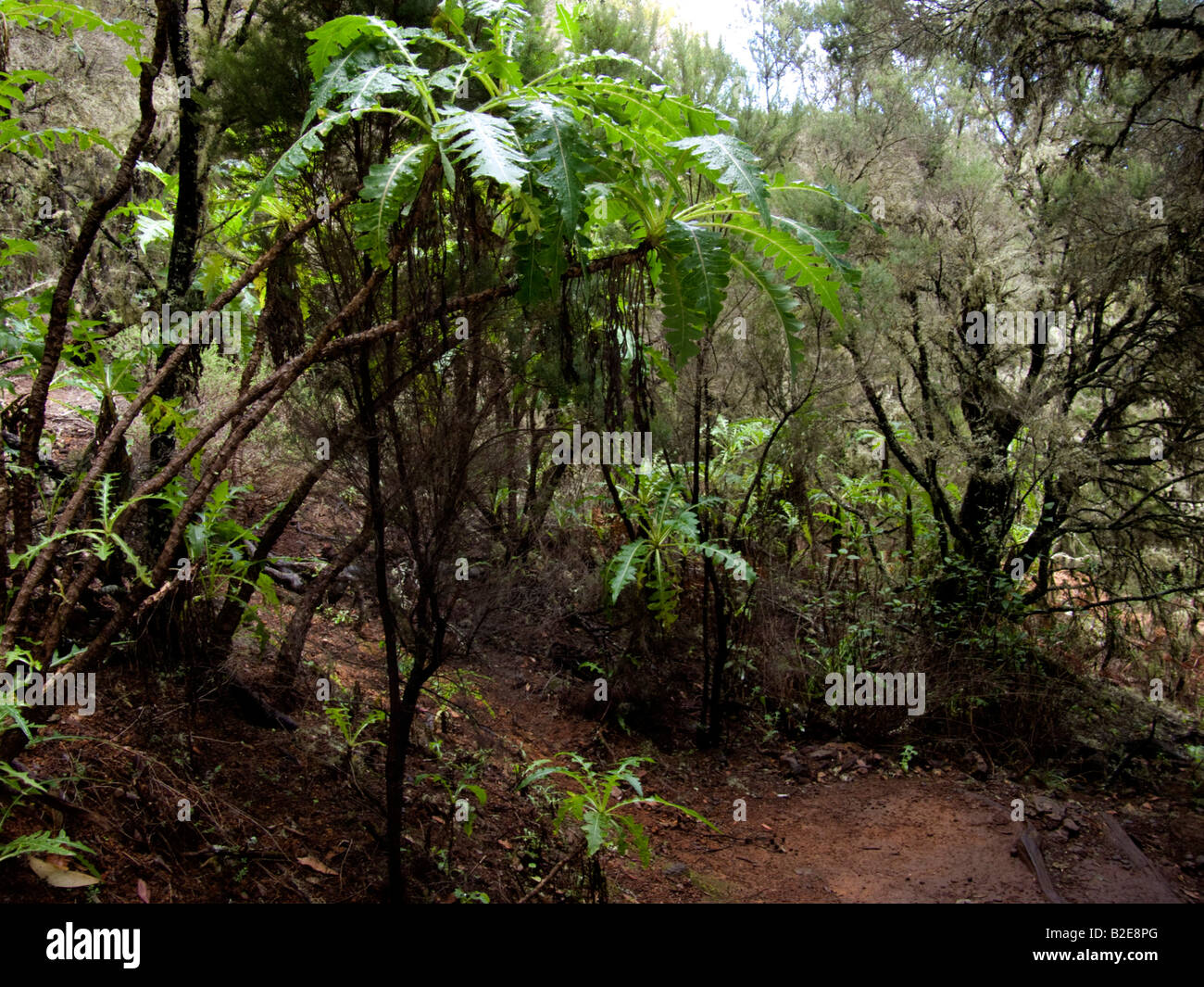 Trees in dense forest, Garajonay National Park, La Gomera, Canary Islands, Spain Stock Photo