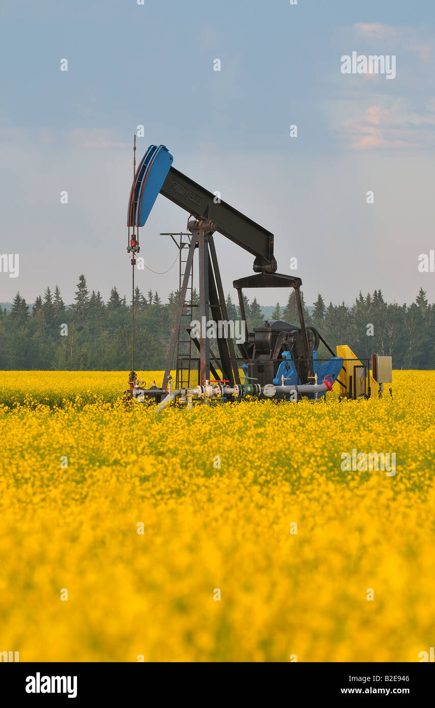 A crude oil pump jack with a forground of yellow canola Stock Photo