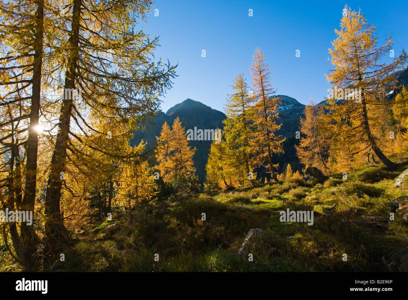 Larch trees on mountain, Niedere Tauern, Austria Stock Photo