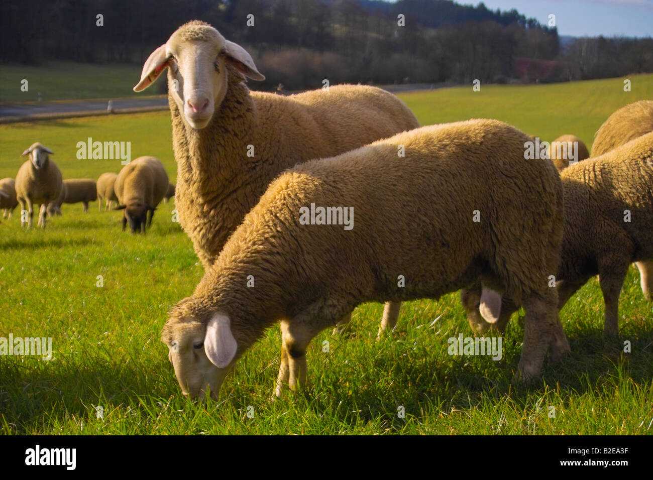 Flock of sheep on country road hi-res stock photography and images - Alamy