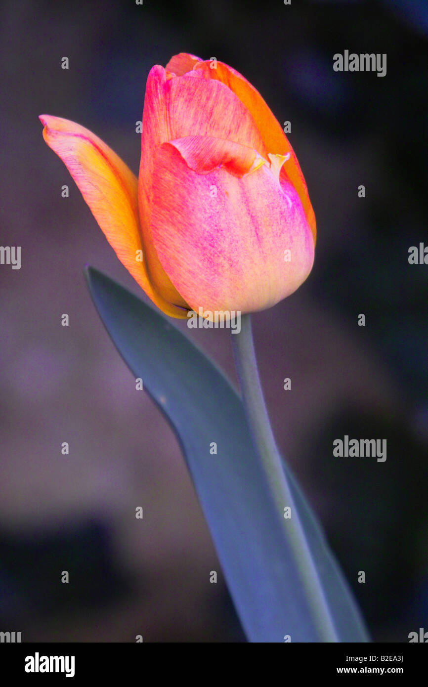 Close-up of tulip flower Stock Photo