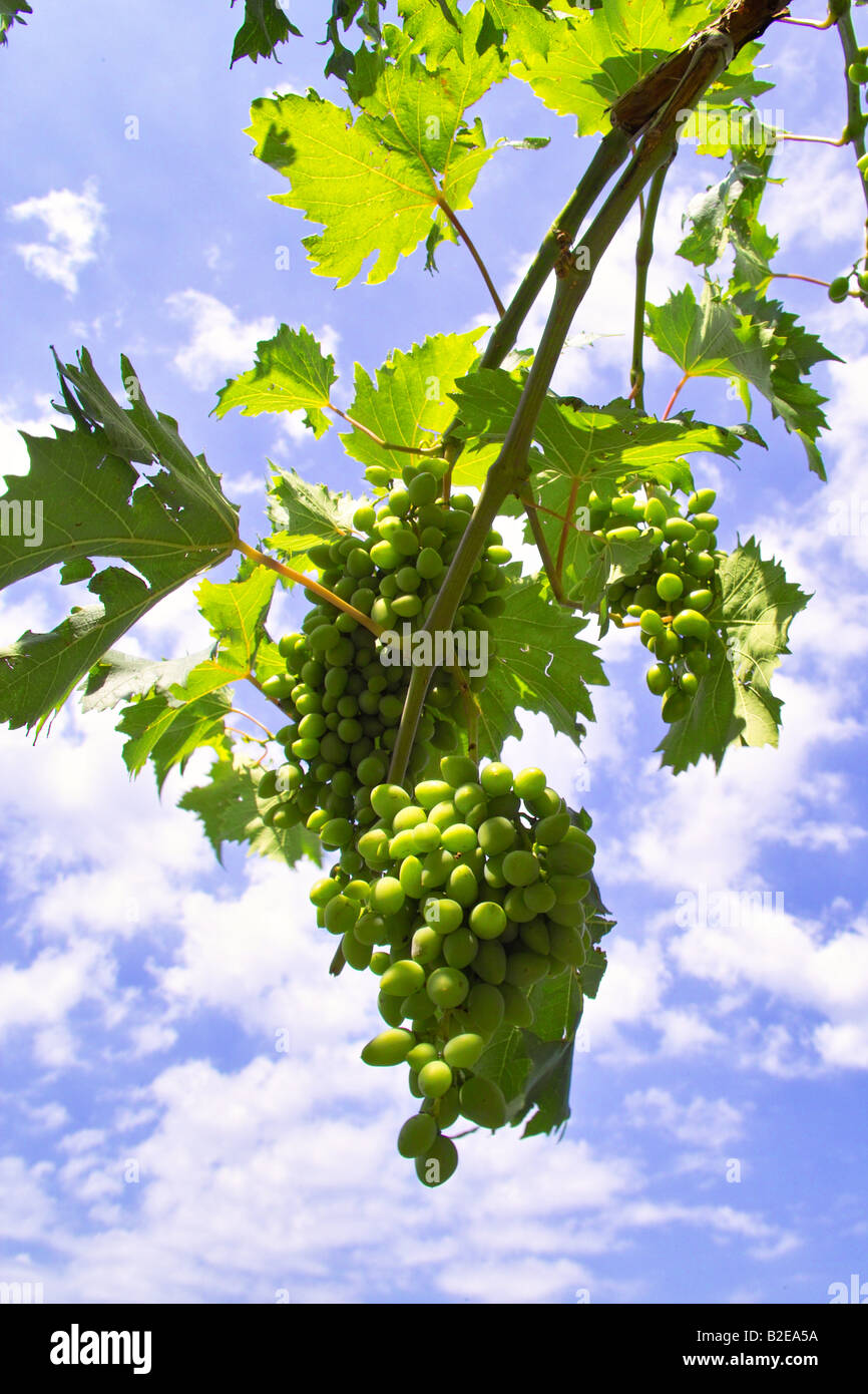 Low angle view of grapes growing on branch, Balkans, Croatia Stock Photo