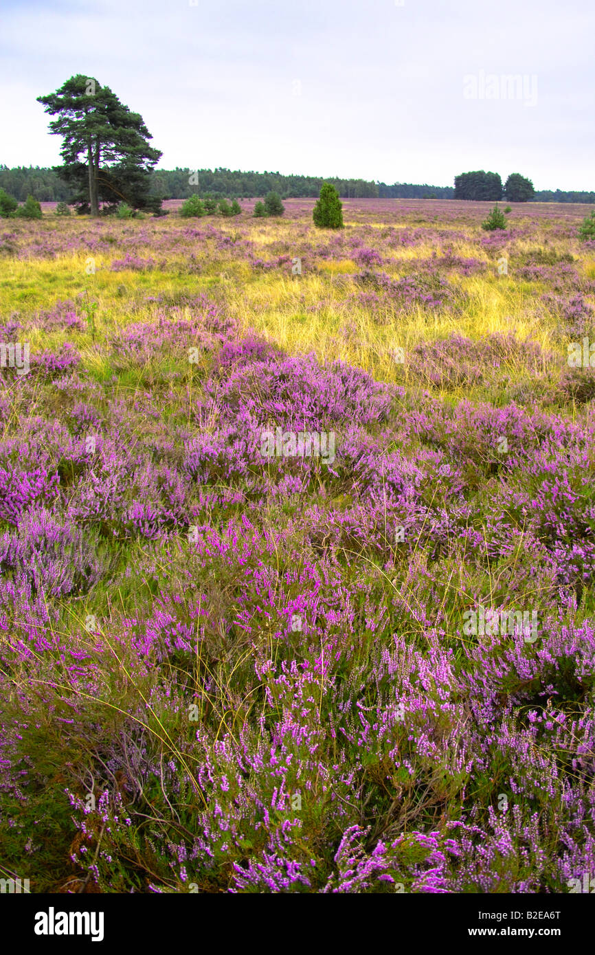 Heath in field, Lueneburg Heath, Lower Saxony, Germany Stock Photo