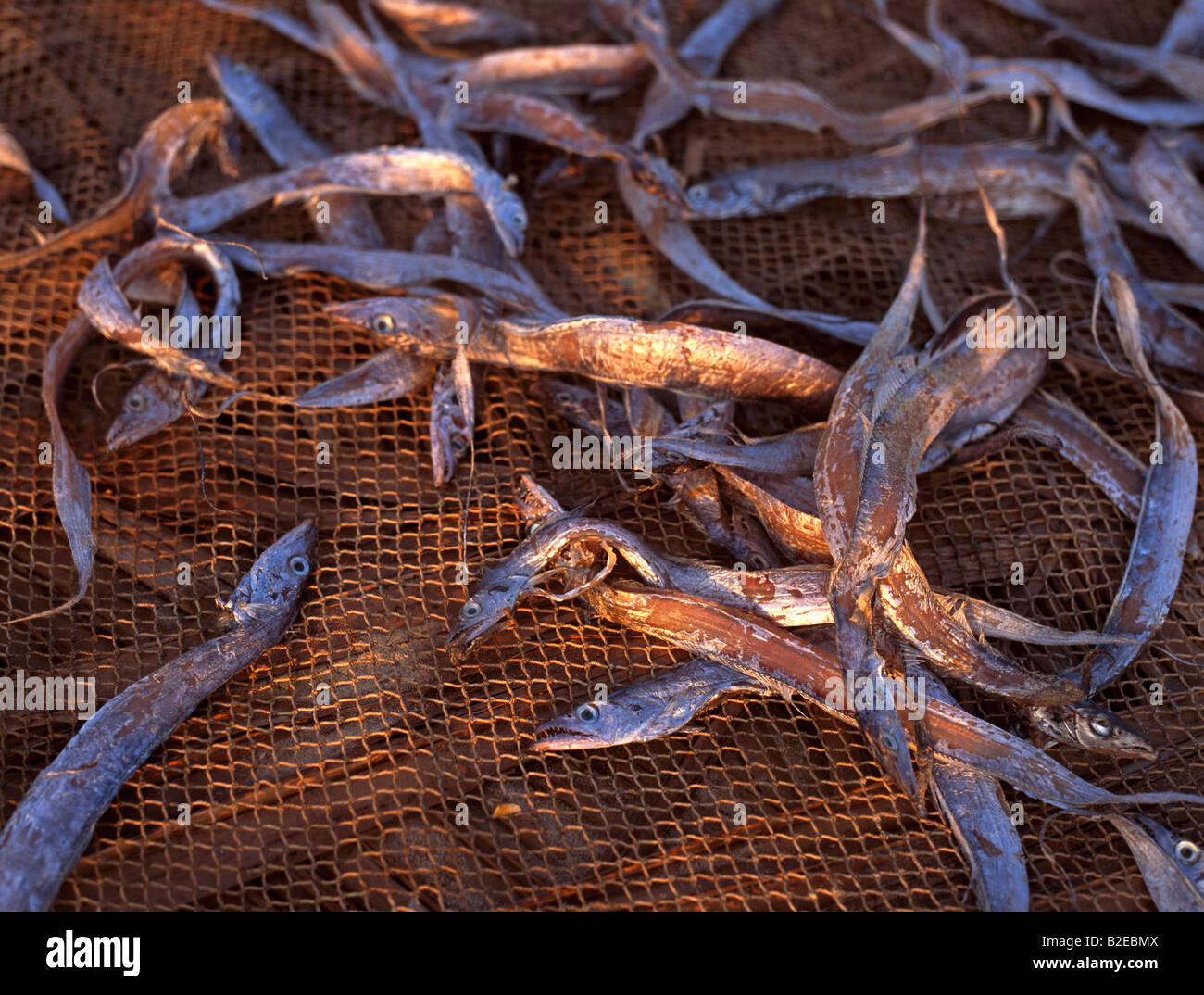 High angle view of dried fish on sack Stock Photo