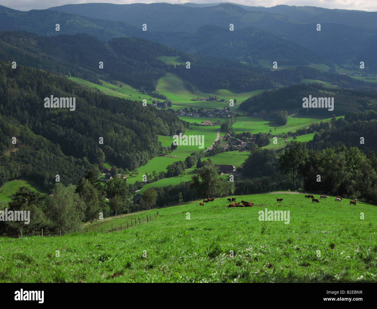 Herd of cows grazing on hill, Feldberg, Black Forest, Baden-Wurttemberg, Germany Stock Photo