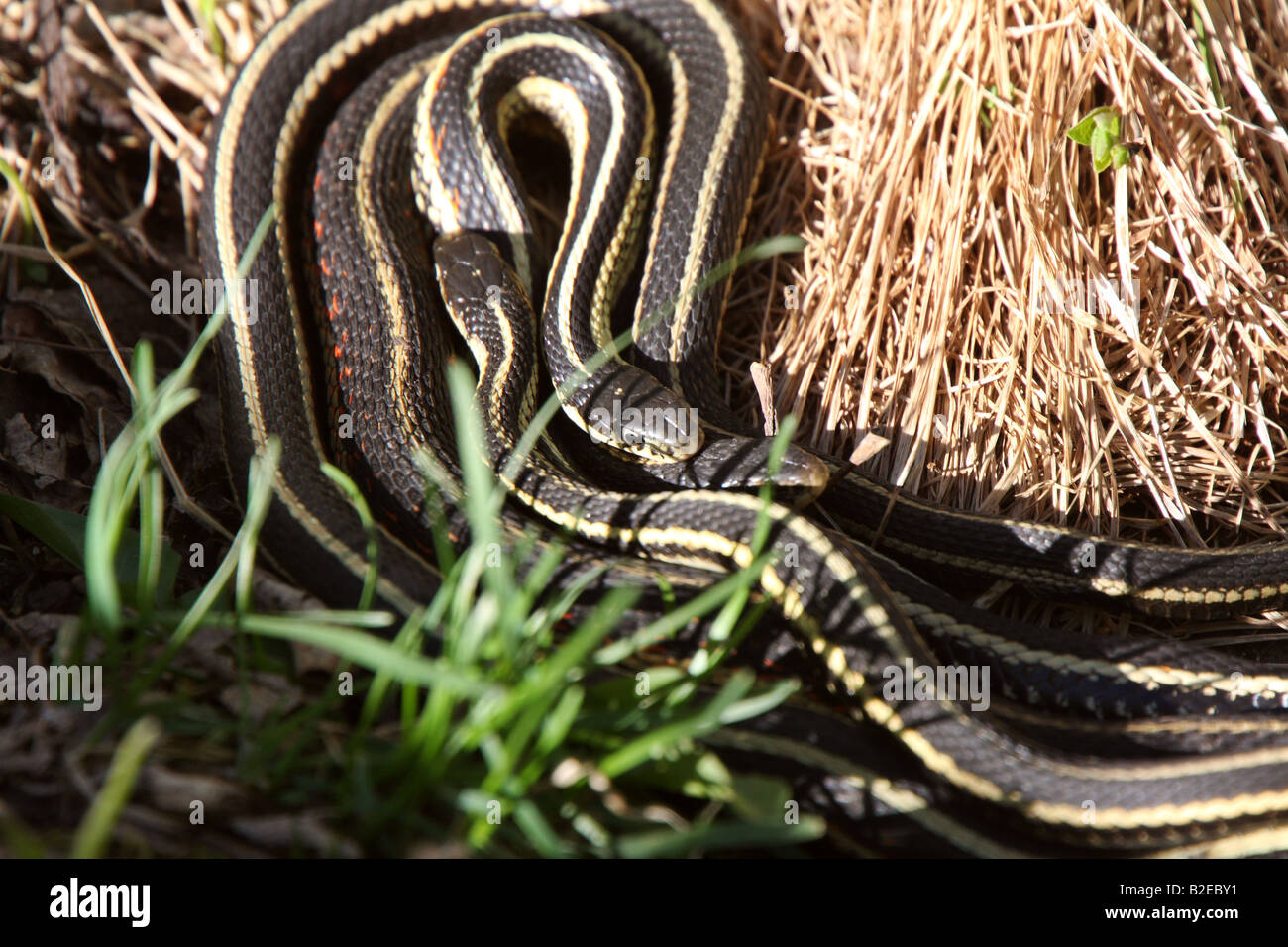 Red Sided Garter Snake Manitoba Hi-res Stock Photography And Images - Alamy