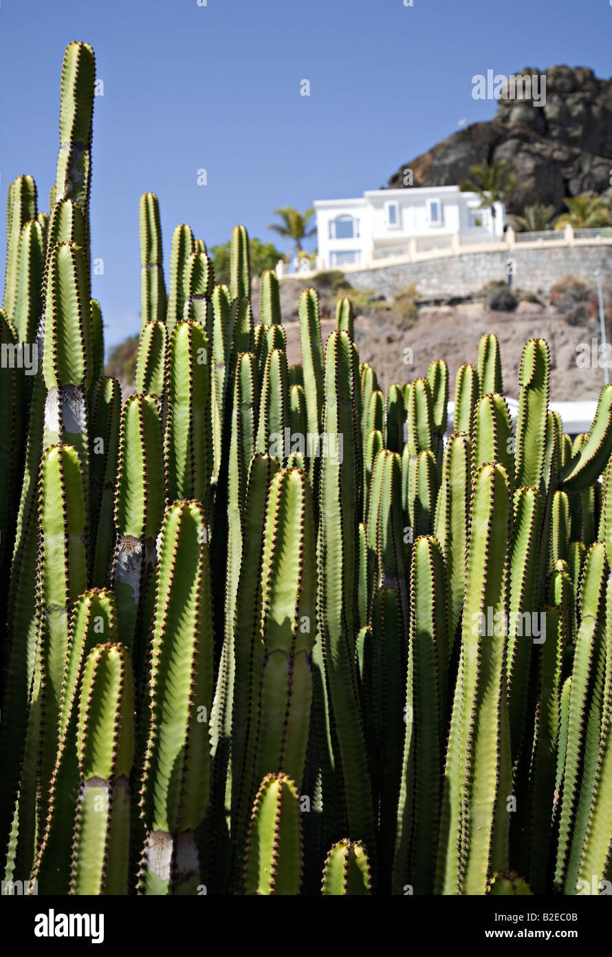 Euphorbia succulent cactus with white painted house Gran Canaria Spain Stock Photo