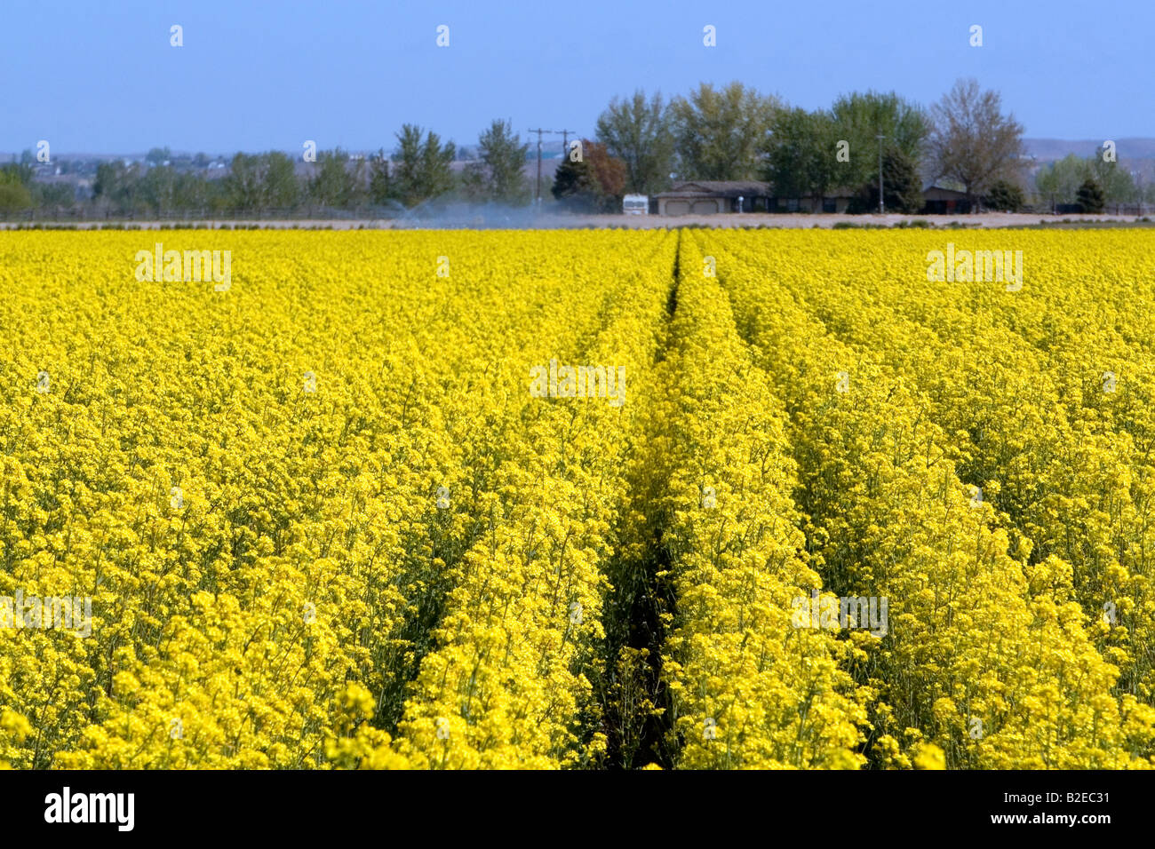 Crop of yellow flowering rapeseed also known as canola in Canyon County