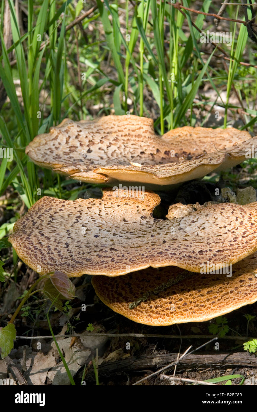 Dryads Saddle wild fungi growing on the forest floor in Eaton County Michigan Stock Photo