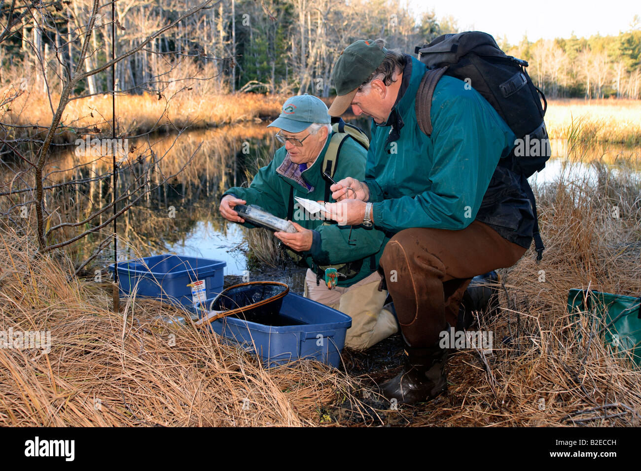 scientific researchers or Biologists studying the environment or animals such as fish in a stream or near a stream or lake Stock Photo