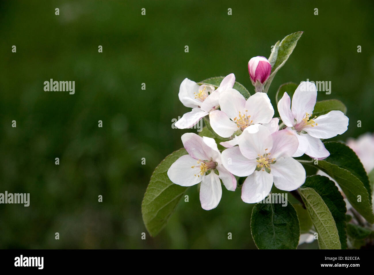 Apple blossoms in an orchard at Leland Michigan Stock Photo