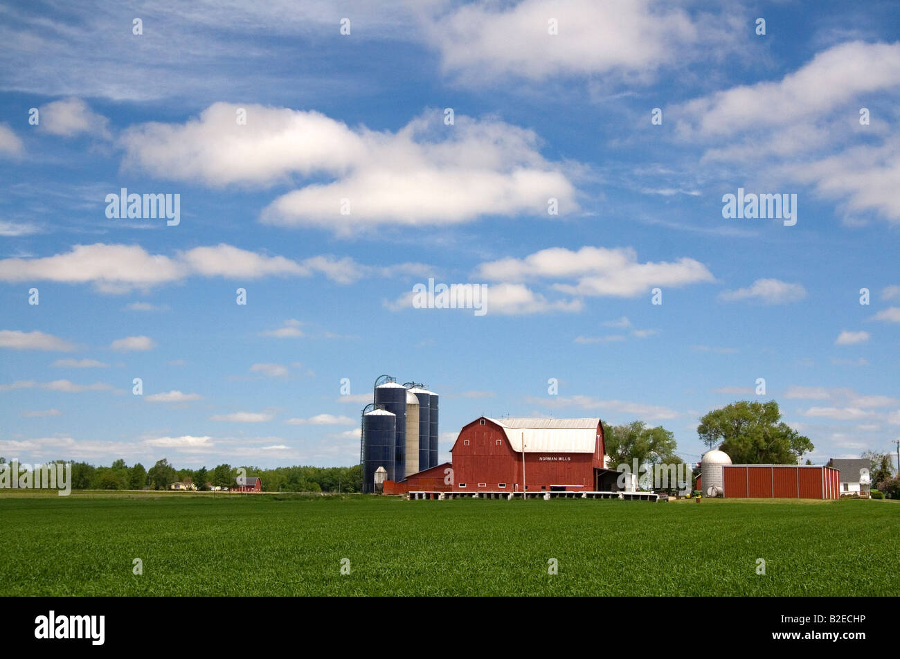 Farm surrounded by green unripe wheat at St Louis Michigan Stock Photo