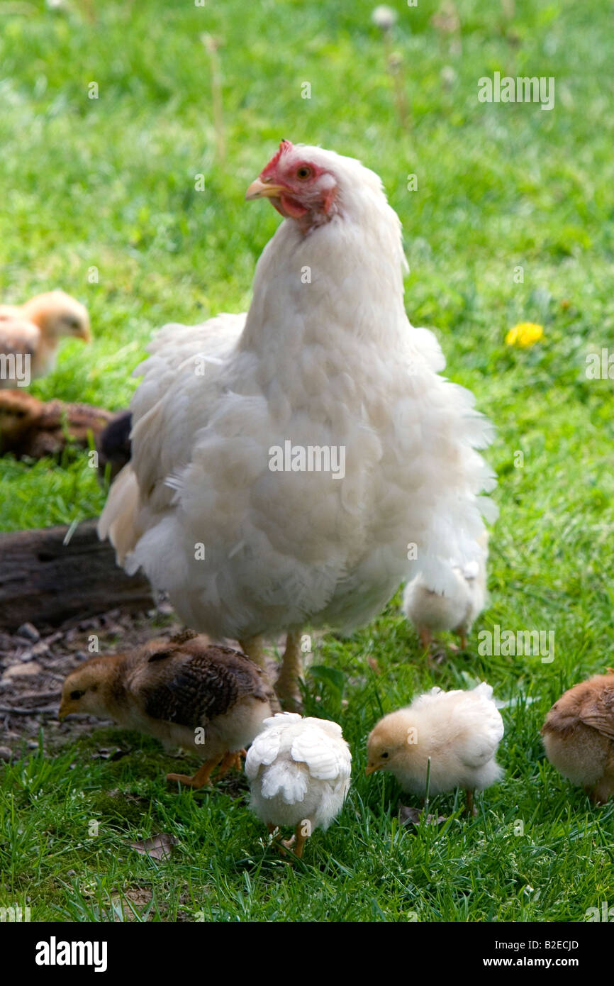 Hen and chicks on a farm in Lenawee County Michigan Stock Photo