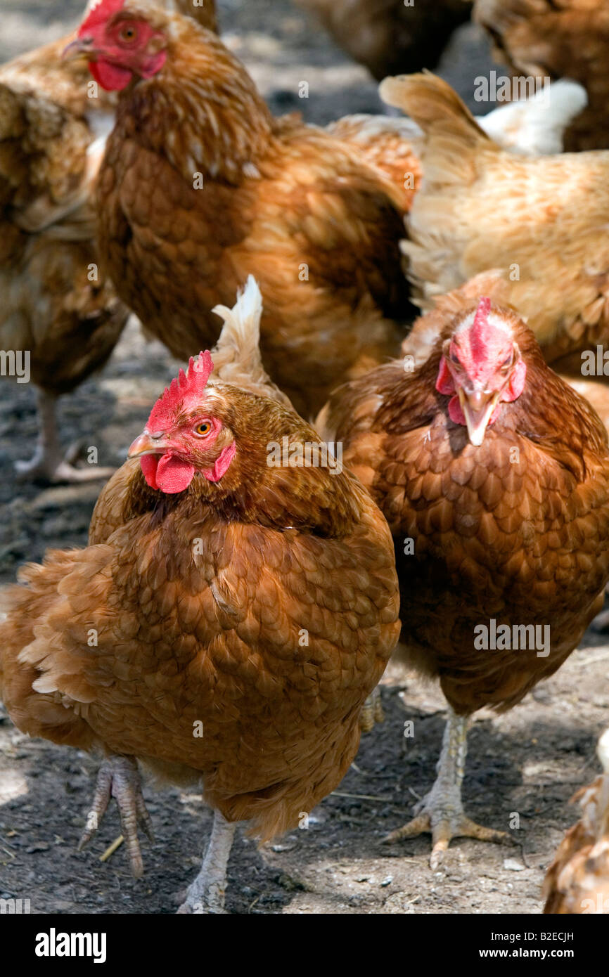 Chicken hens on a farm in Lenawee County Michigan Stock Photo Alamy