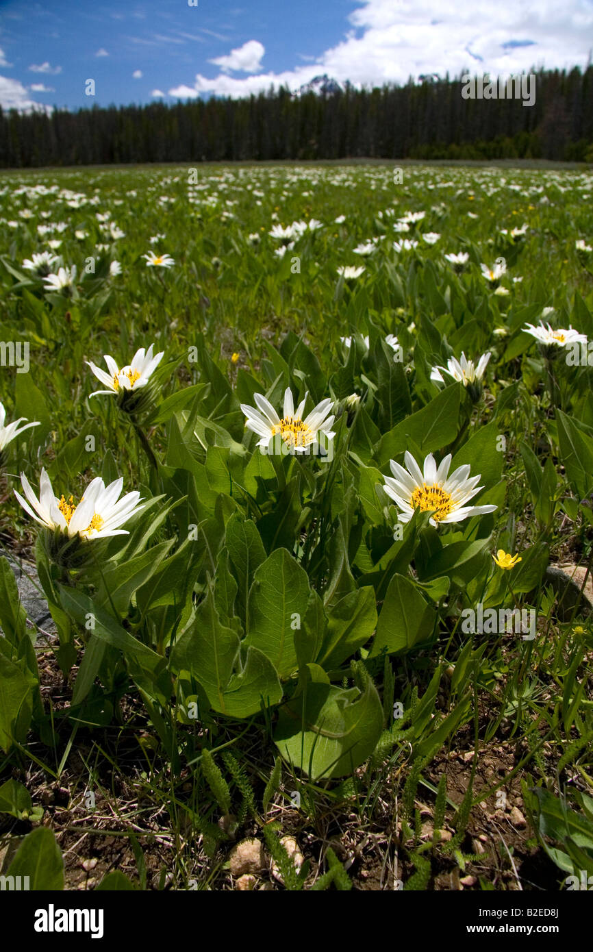 White Rayed Mules Ear wildflower in the Sawtooth Valley near Stanley Idaho Stock Photo